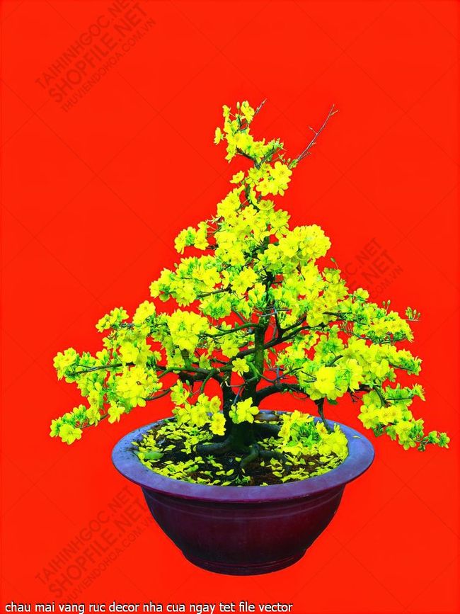 chau mai vang ruc decor nha cua ngay tet file vector
